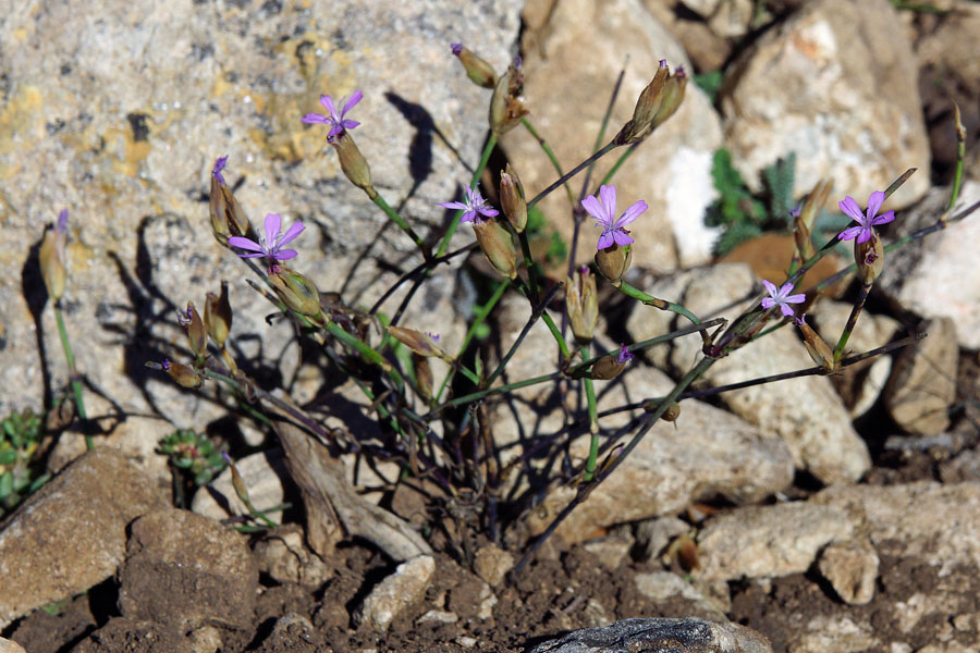 Petrorhagia prolifera / Garofanina annuale